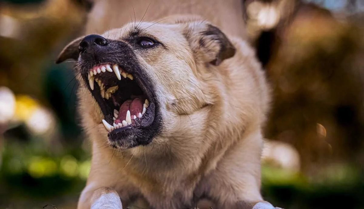 Toulouse : un homme mordu par un chien aprÃ¨s une altercation
