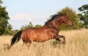 Un trafic de chevaux entre la France et la Roumanie dÃ©mantelÃ© : sept suspects arrÃªtÃ©s