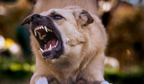 Toulouse : un homme mordu par un chien après une altercation