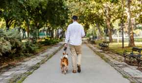 Toulouse : des propriétaires de chiens préoccupés par l’accès restreint aux parcs publics